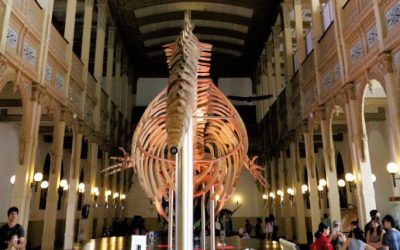 Museo Nacional de Historia Natural: Un palacio para el patrimonio